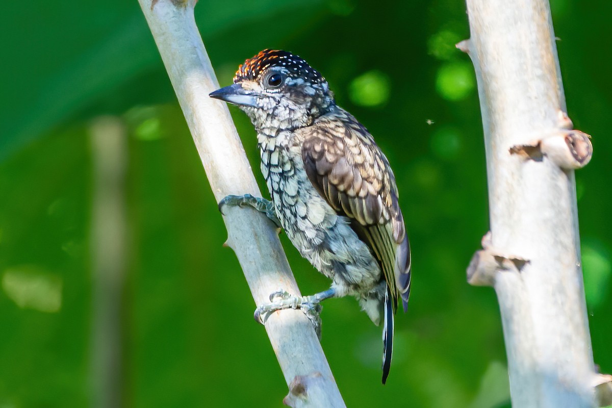 Scaled Piculet - ML533663901