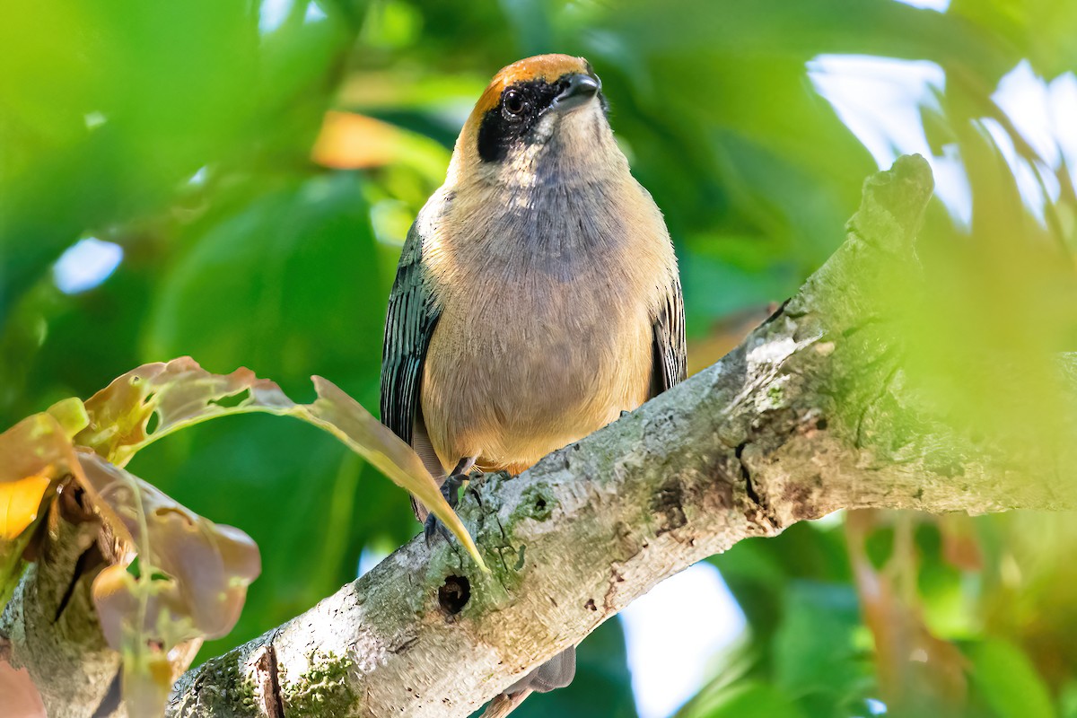 Burnished-buff Tanager - ML533665771