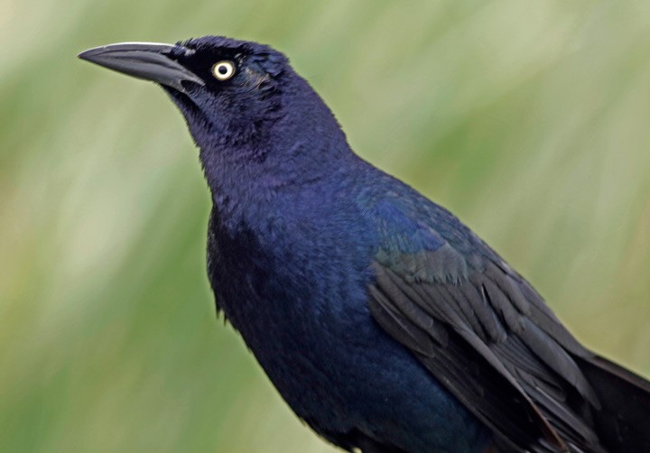 Great-tailed Grackle - ML53366751