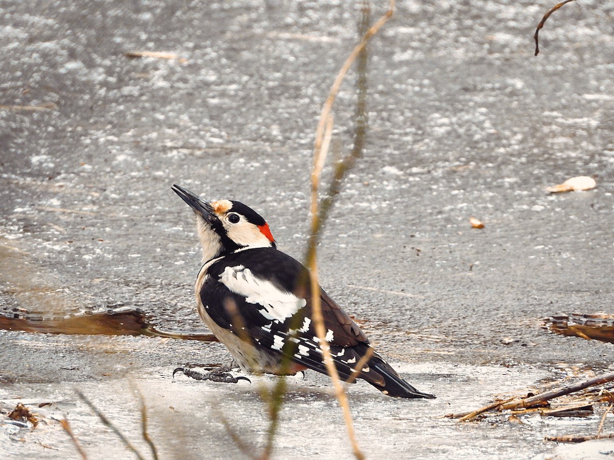 Syrian Woodpecker - ML533669051