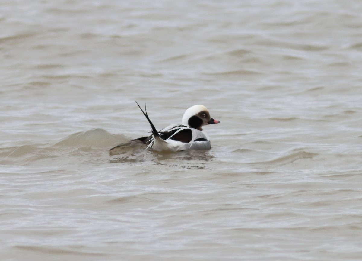 Long-tailed Duck - ML533672561
