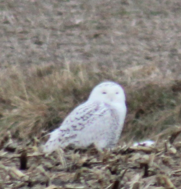 Snowy Owl - ML533673261