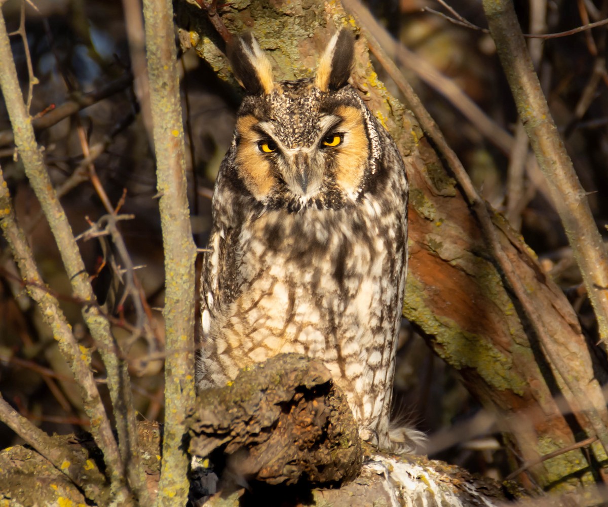 Long-eared Owl - Micah Anderson