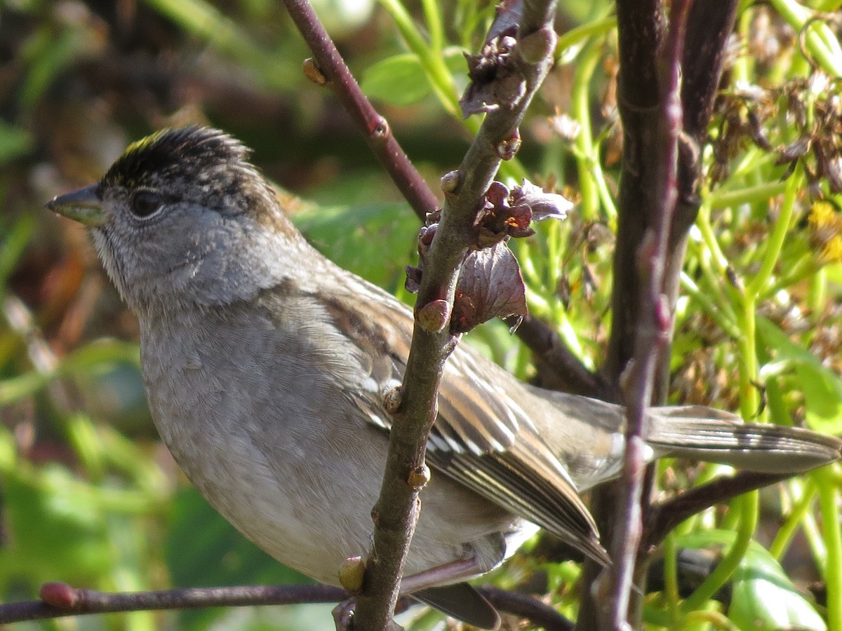 Golden-crowned Sparrow - ML533675381