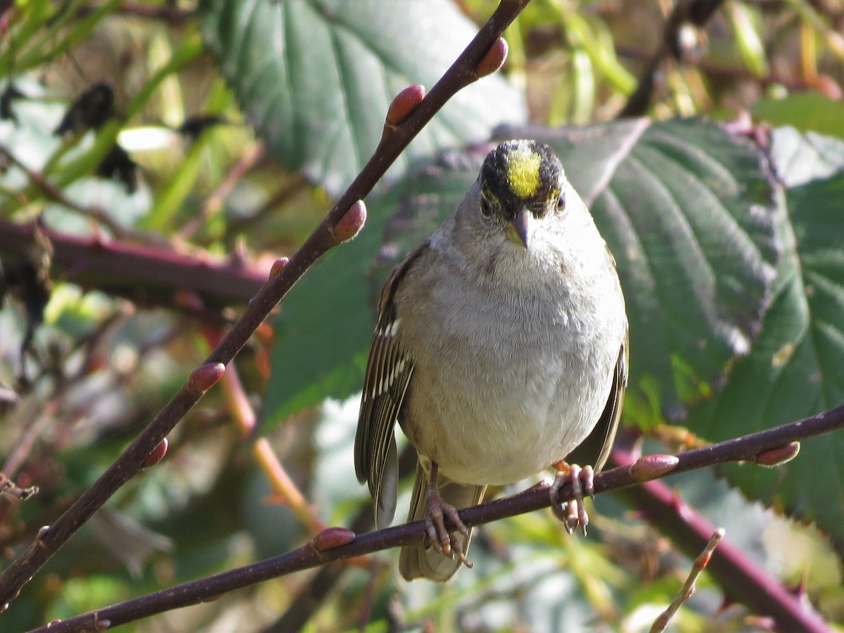 Golden-crowned Sparrow - ML533675401