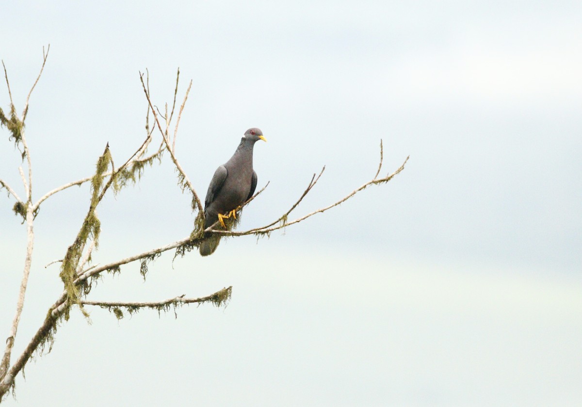 Band-tailed Pigeon - Gustavo Maenz