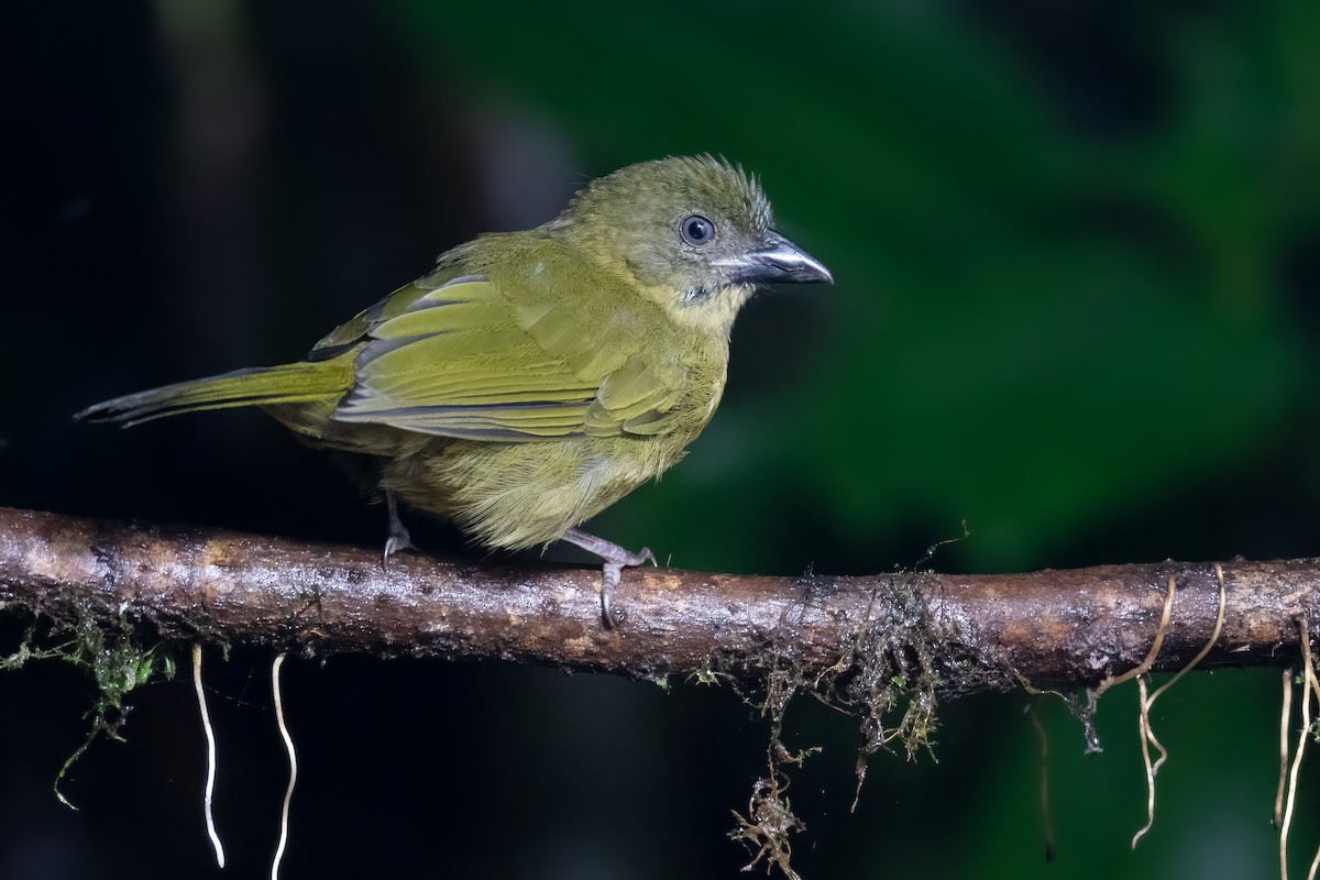 Ochre-breasted Tanager - ML533680141