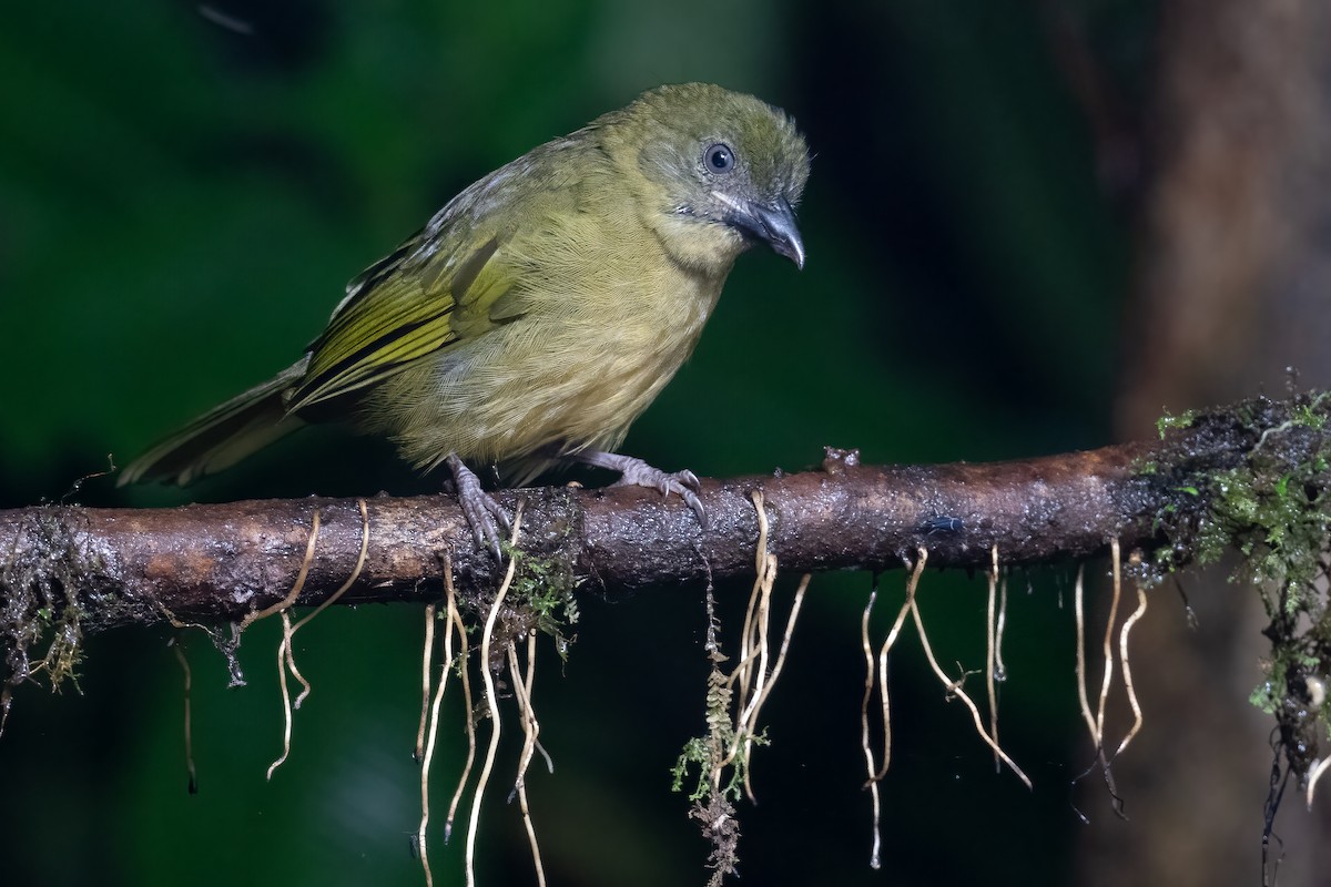 Ochre-breasted Tanager - ML533680171
