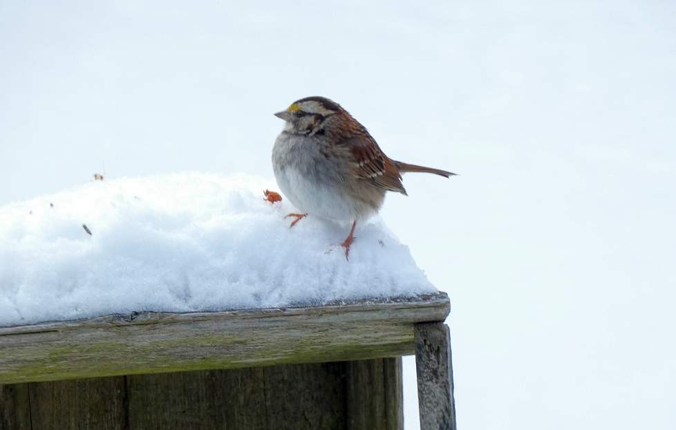 White-throated Sparrow - ML533680431
