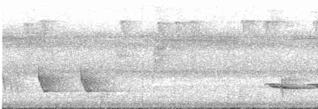 Weißschulter-Ameisenvogel - ML533680881