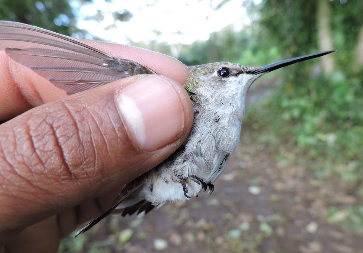 Ruby-throated Hummingbird - Liliana Chavarria Duriaux