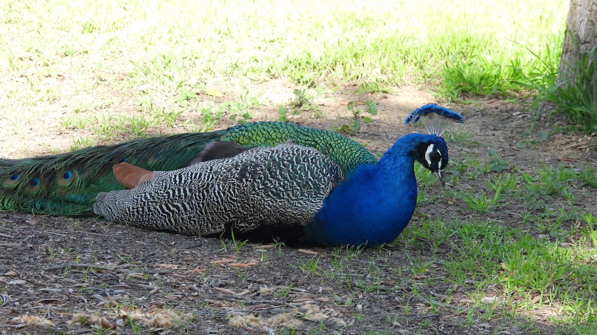 Indian Peafowl (Domestic type) - ML533685331