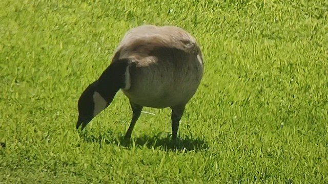 Cackling Goose (Aleutian) - ML533686661