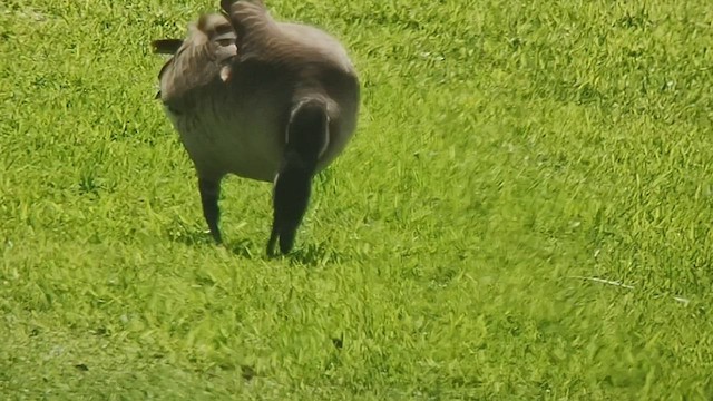 Cackling Goose (Aleutian) - ML533687291
