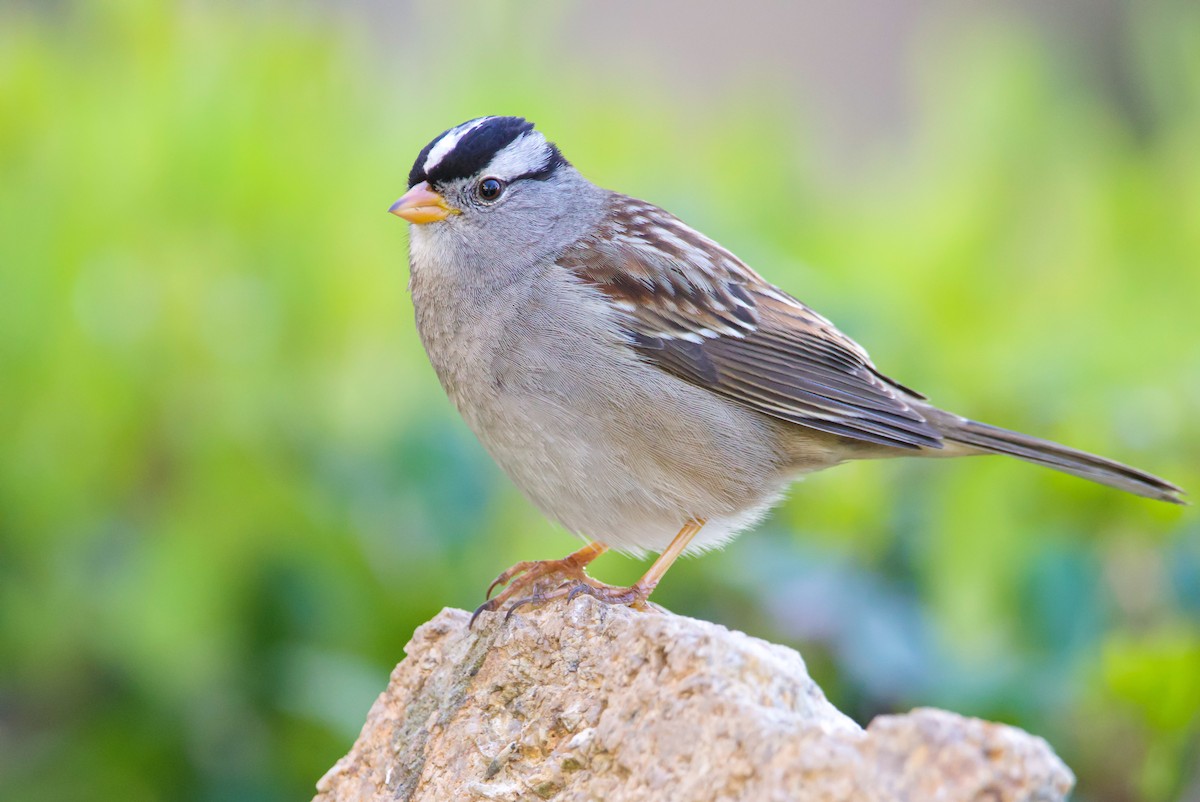 White-crowned Sparrow (Gambel's) - ML533687741