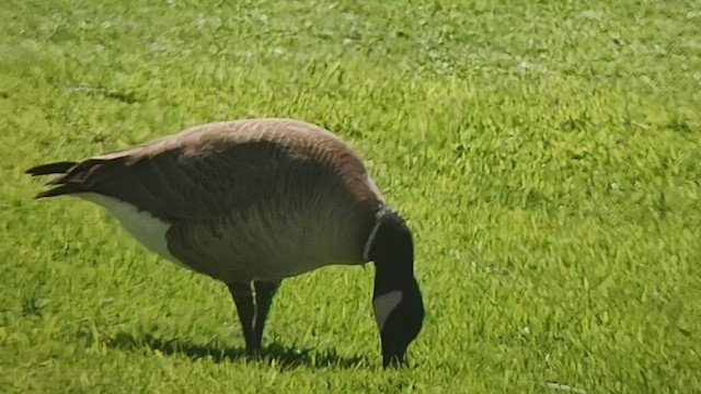 Cackling Goose (Aleutian) - ML533689471
