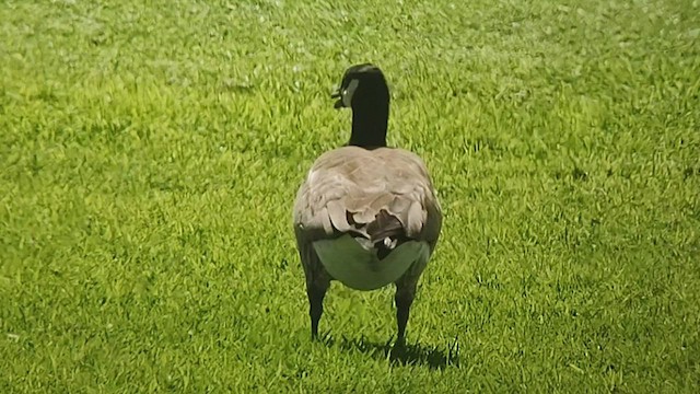 Cackling Goose (Aleutian) - ML533690041