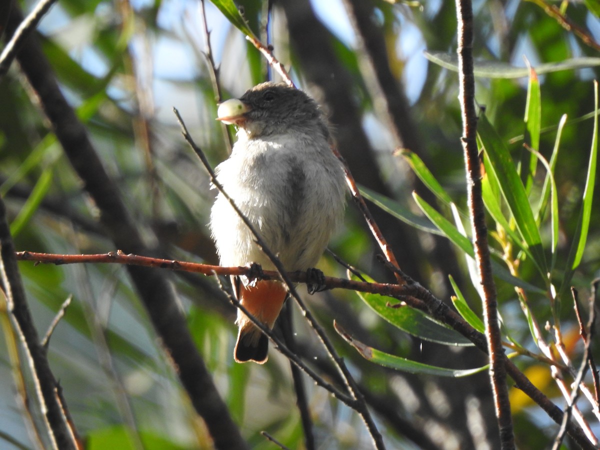 Ebird Australia Checklist Feb Transit Of Venus Track Woodford Species