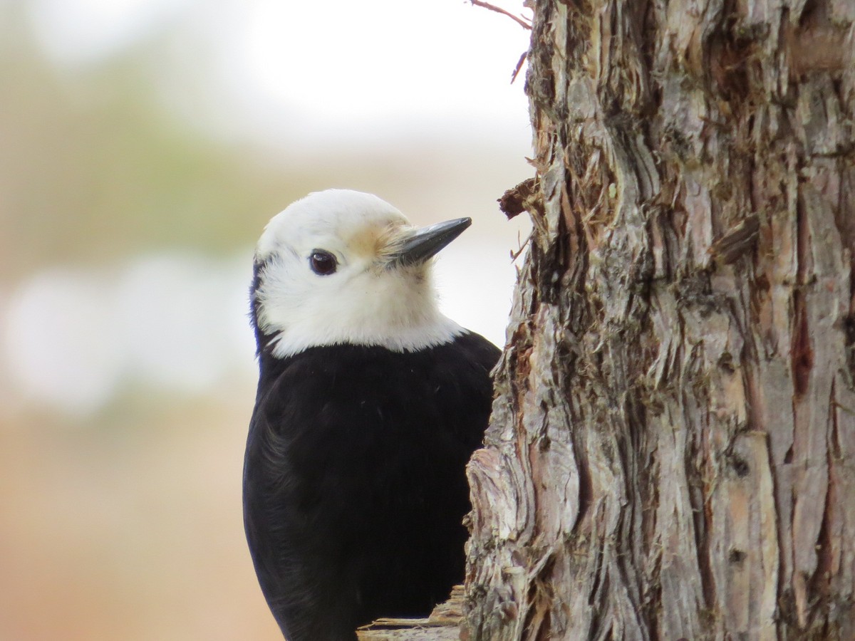 White-headed Woodpecker - Jacob Mathison