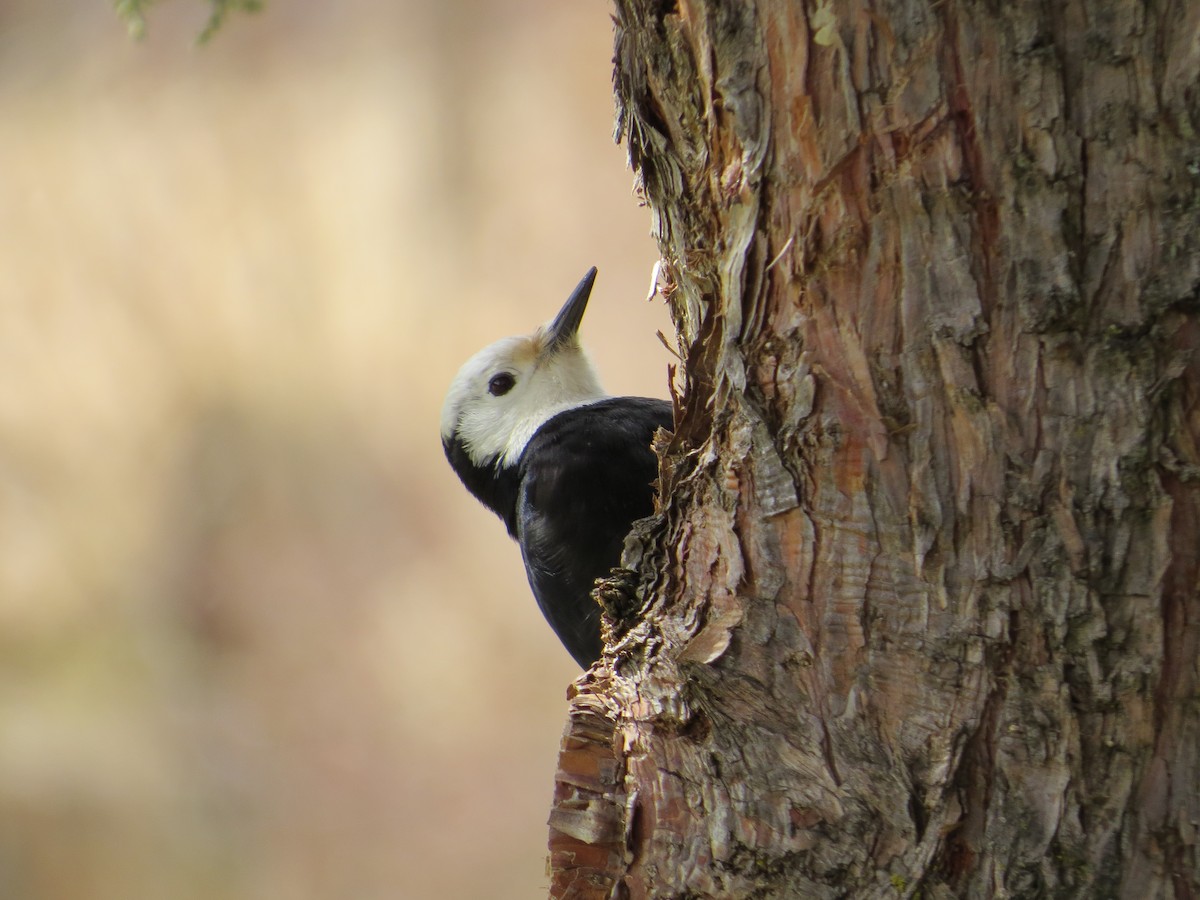 White-headed Woodpecker - Jacob Mathison