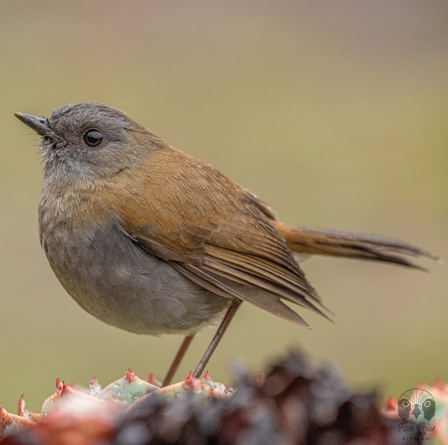 Black-billed nightingale-thrush - Wikiwand