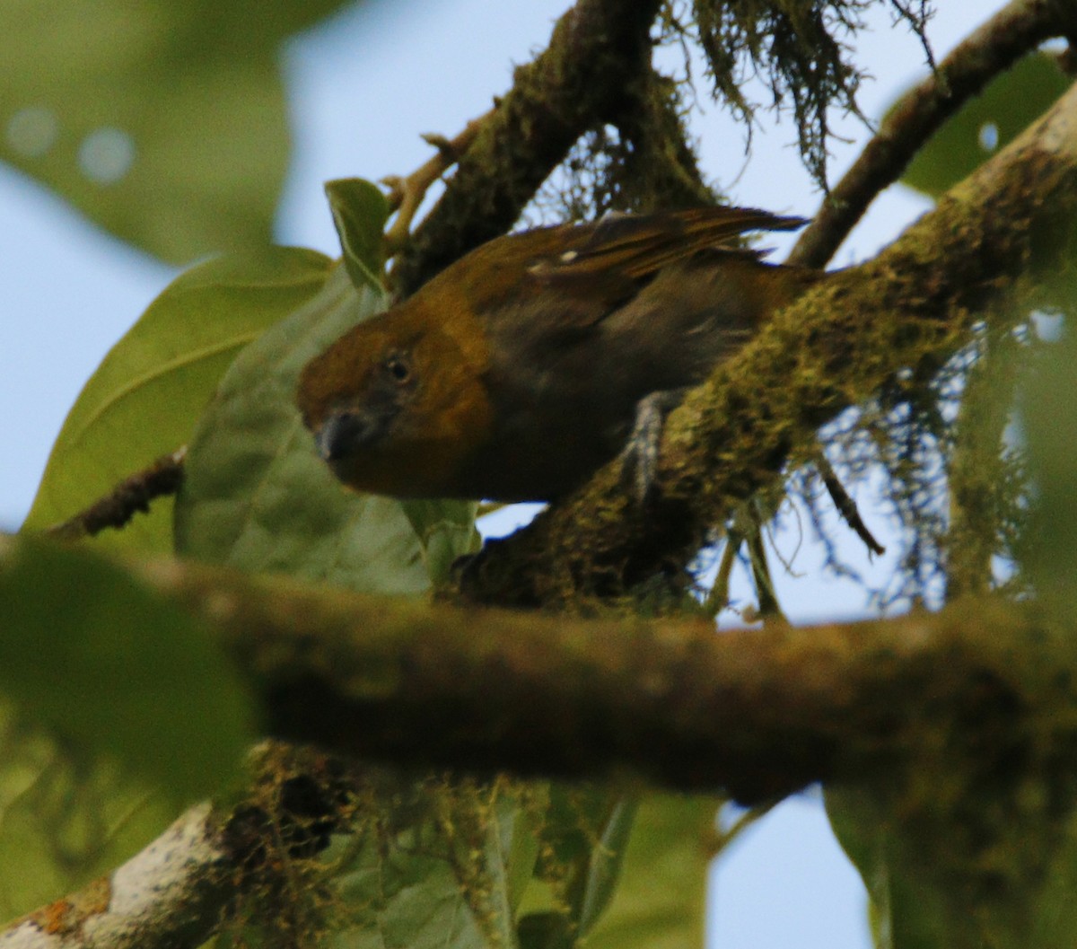 Ochre-breasted Tanager - ML53369571