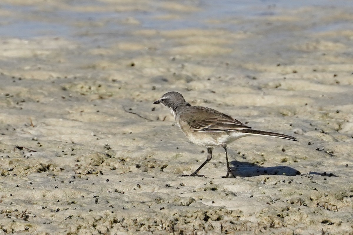 Cape Wagtail - ML533697651