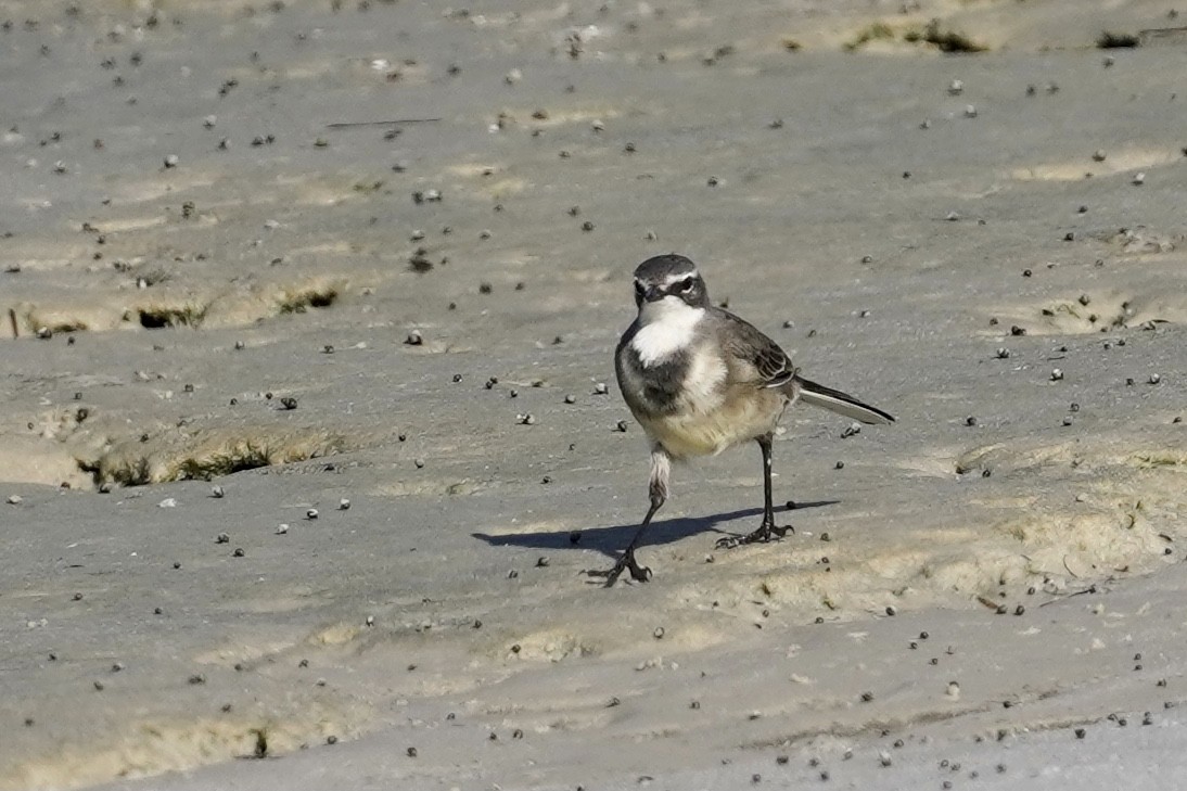 Cape Wagtail - ML533700251