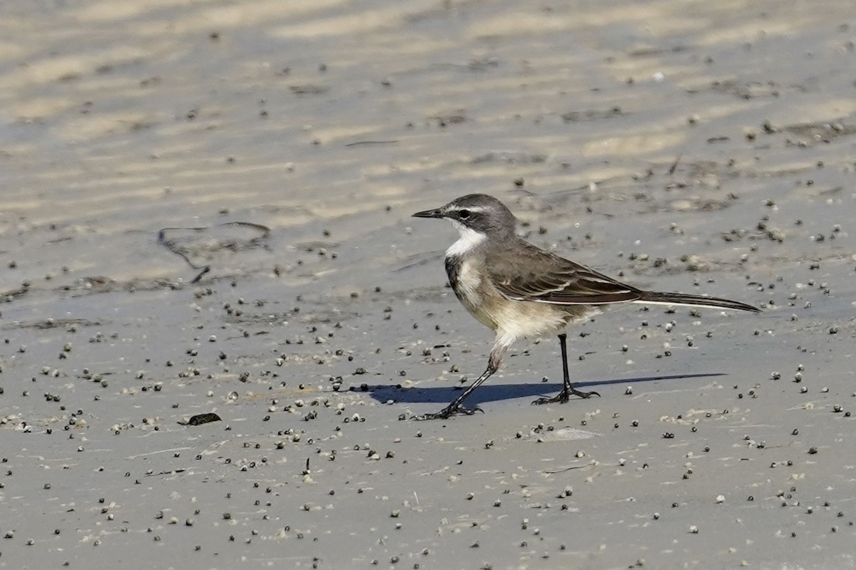 Cape Wagtail - ML533700271