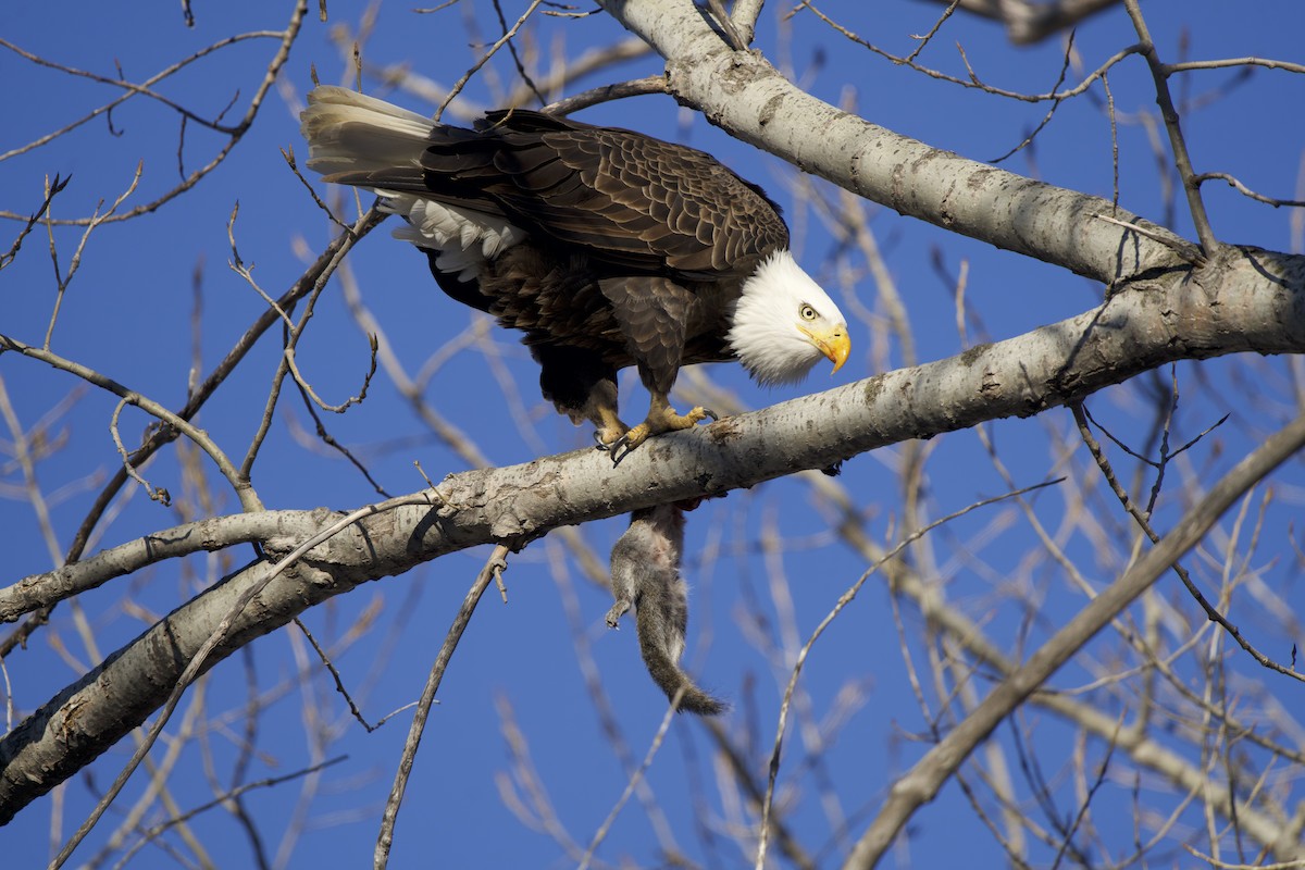 What Does Seeing A Bald Eagle In A Dream Mean