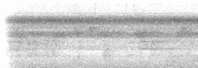 White-flanked Antwren (White-flanked) - ML533701181