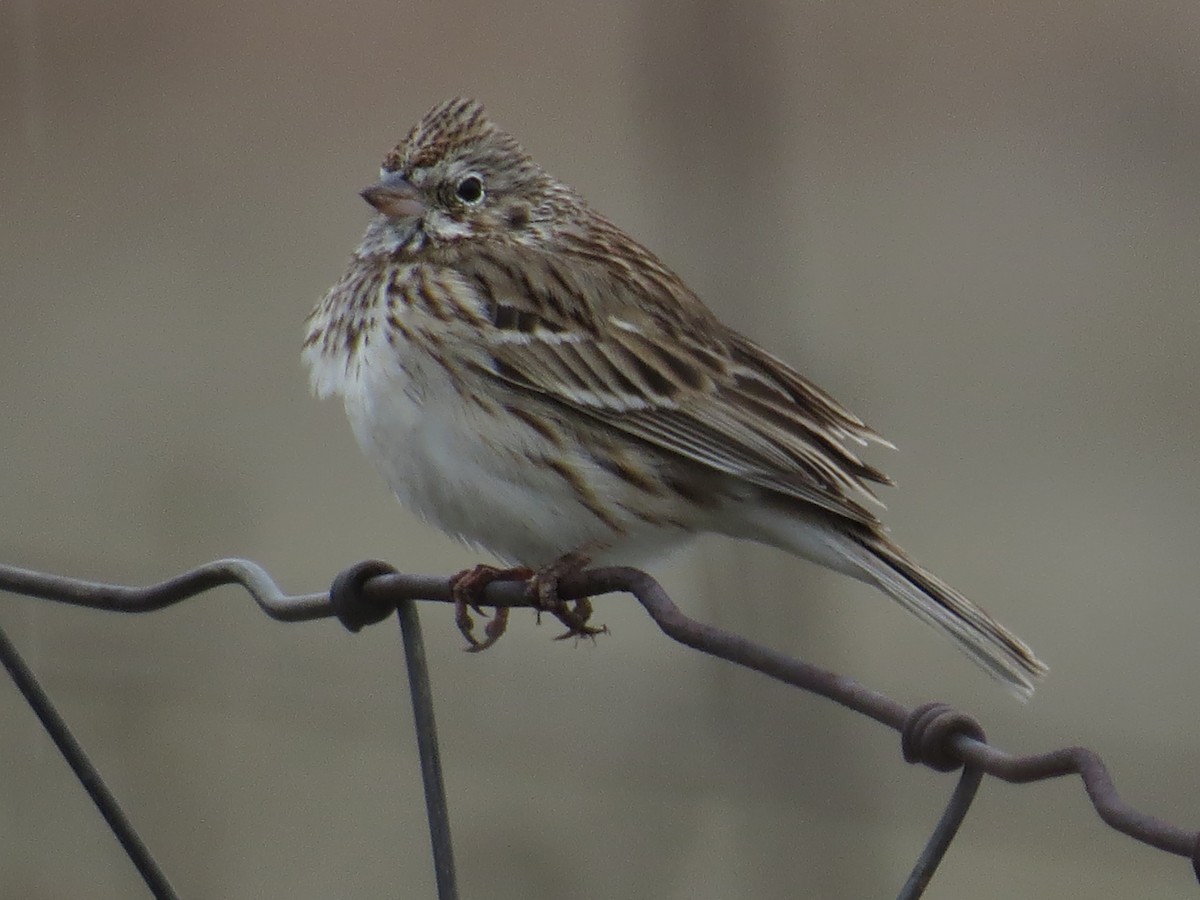 Vesper Sparrow - Richard Hall