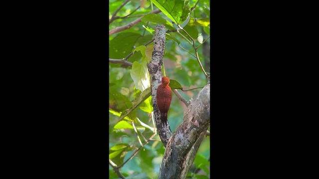 Chestnut-colored Woodpecker - ML533704721