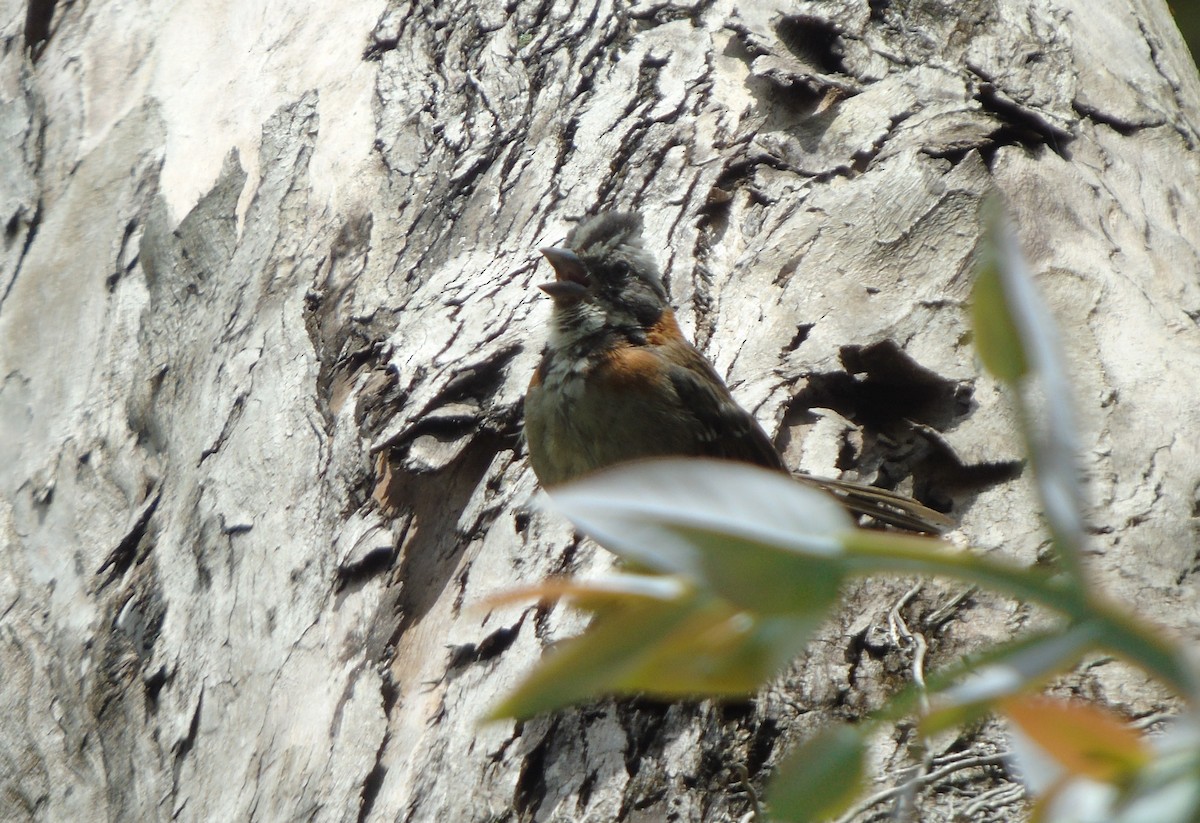 Rufous-collared Sparrow - ML533707381