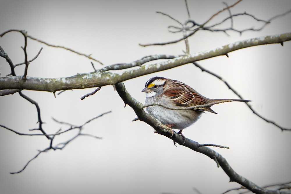 White-throated Sparrow - Penny Owings