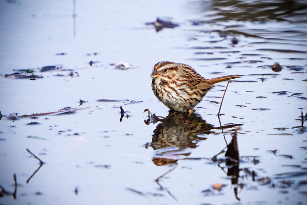 Song Sparrow - Penny Owings