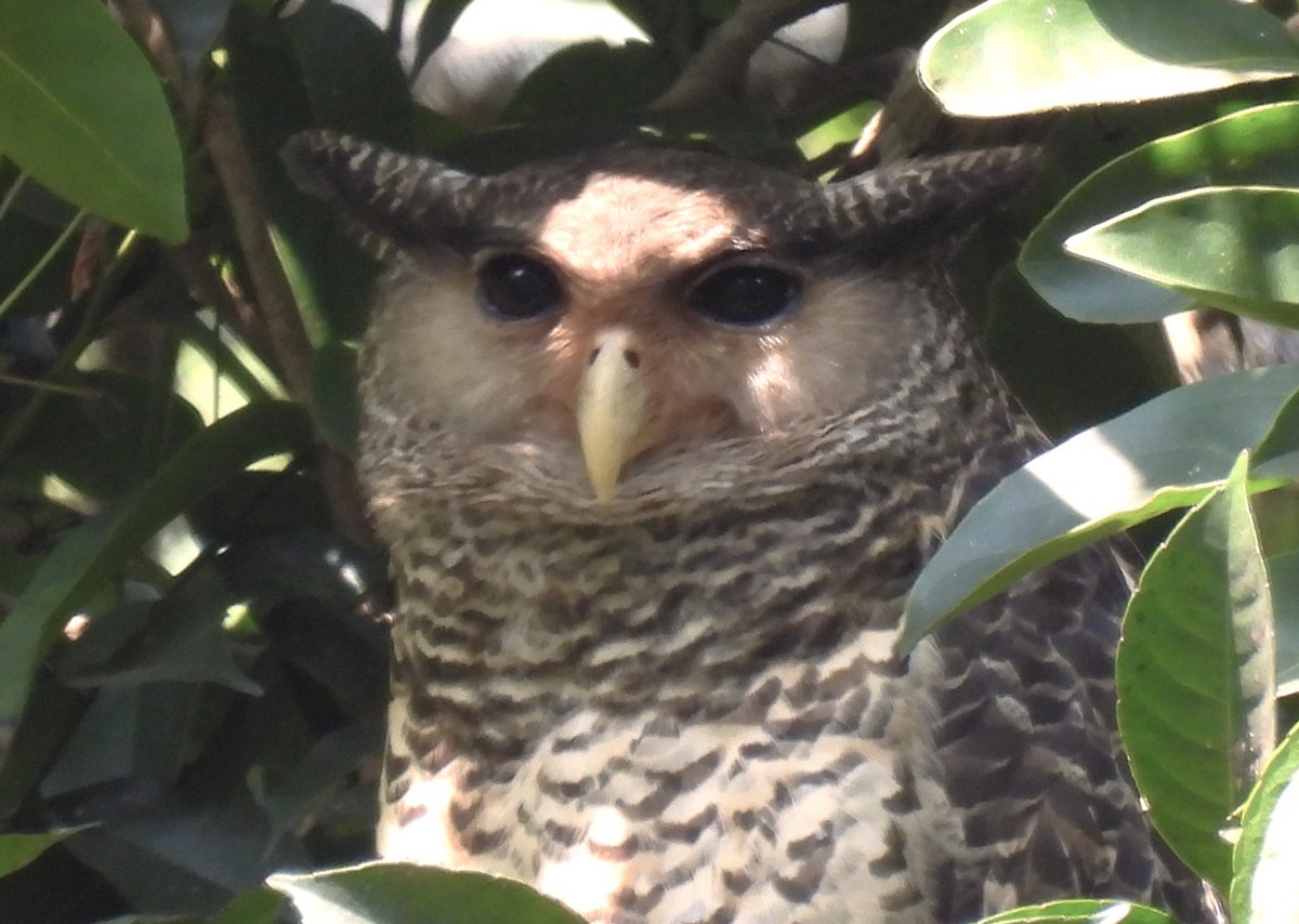 Spot-bellied Eagle-Owl - ML533714021