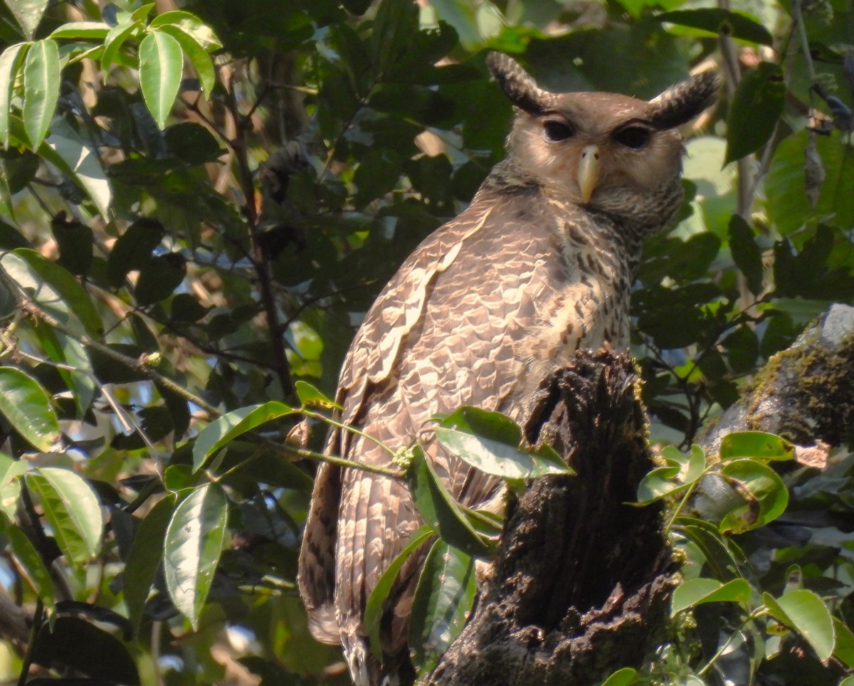 Spot-bellied Eagle-Owl - ML533714031