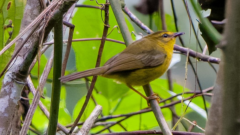 Two-banded Warbler - Donald Sutherland