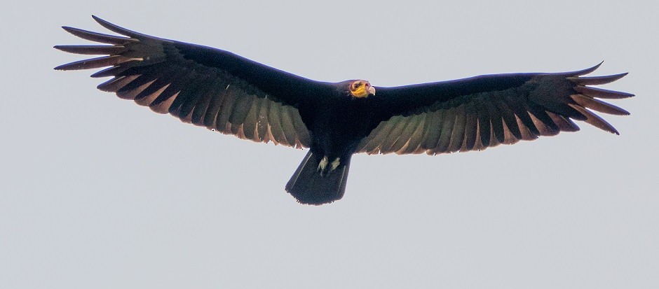 Greater Yellow-headed Vulture - ML533715461