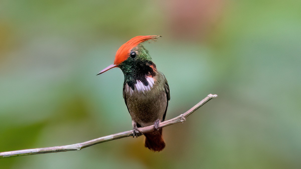 Rufous-crested Coquette - Donald Sutherland