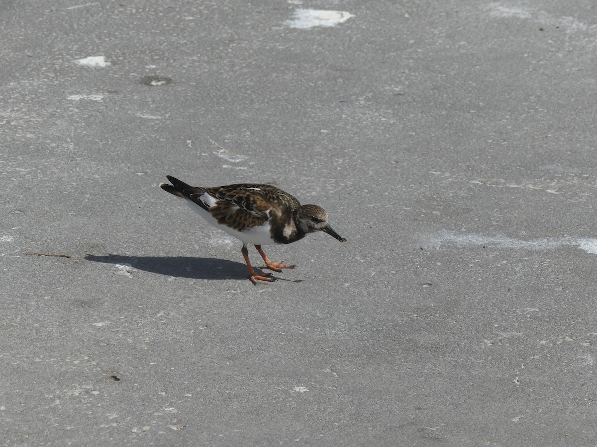 eBird Checklist 10 Feb 2023 Fort De Soto Park 16 species