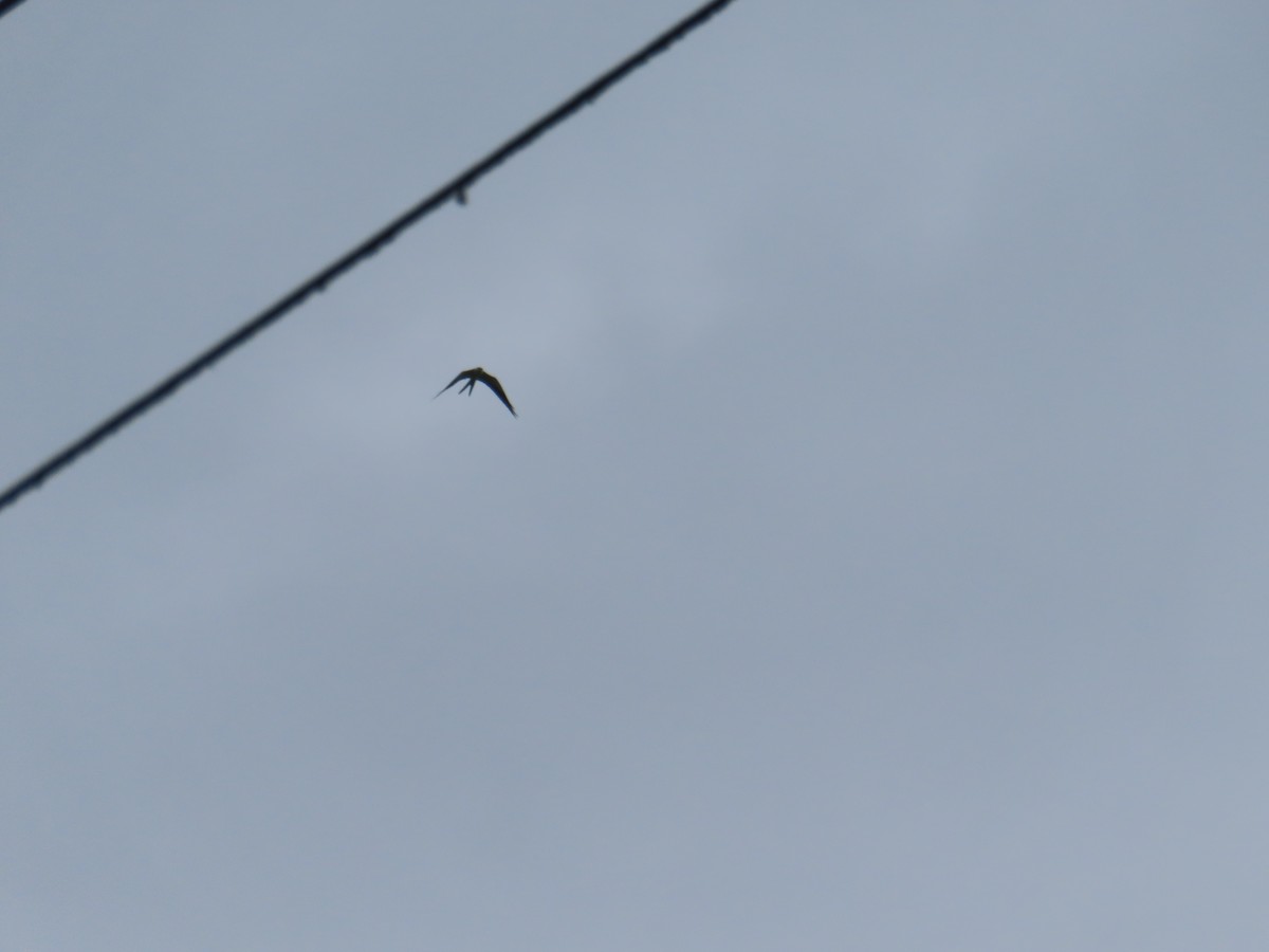 Swallow-tailed Kite - John Maresh