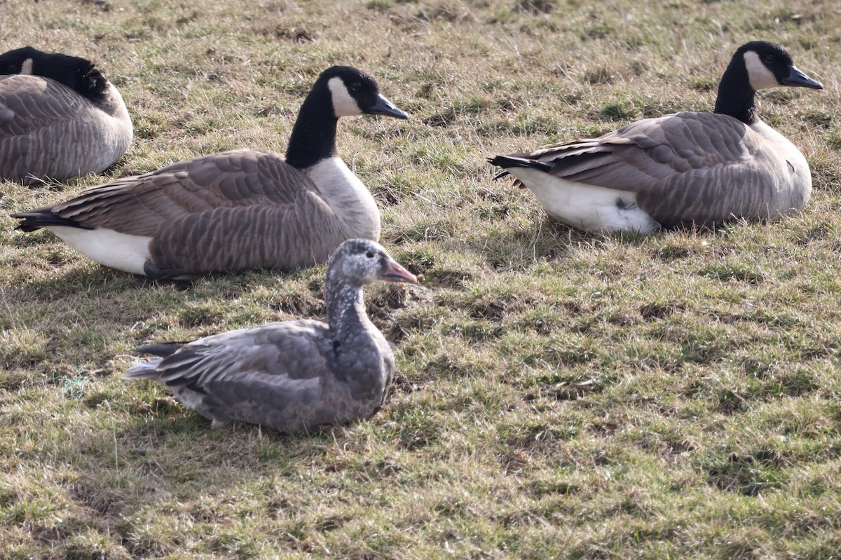 eBird Checklist 10 Feb 2023 4592 Mount Comfort Road, McCordsville