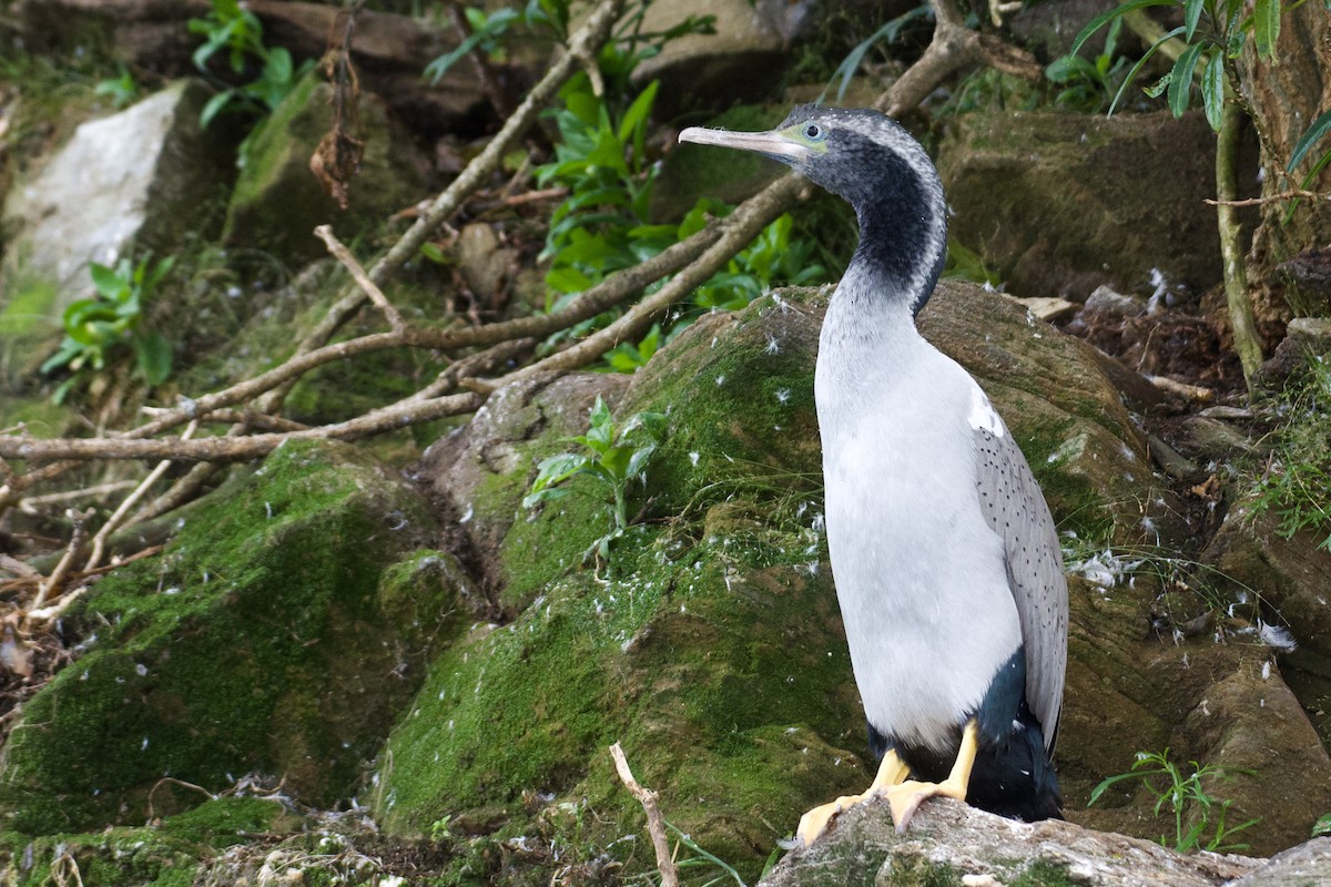 Spotted Shag - ML533737071