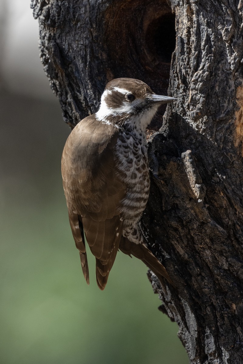Arizona Woodpecker - Jeff Hapeman