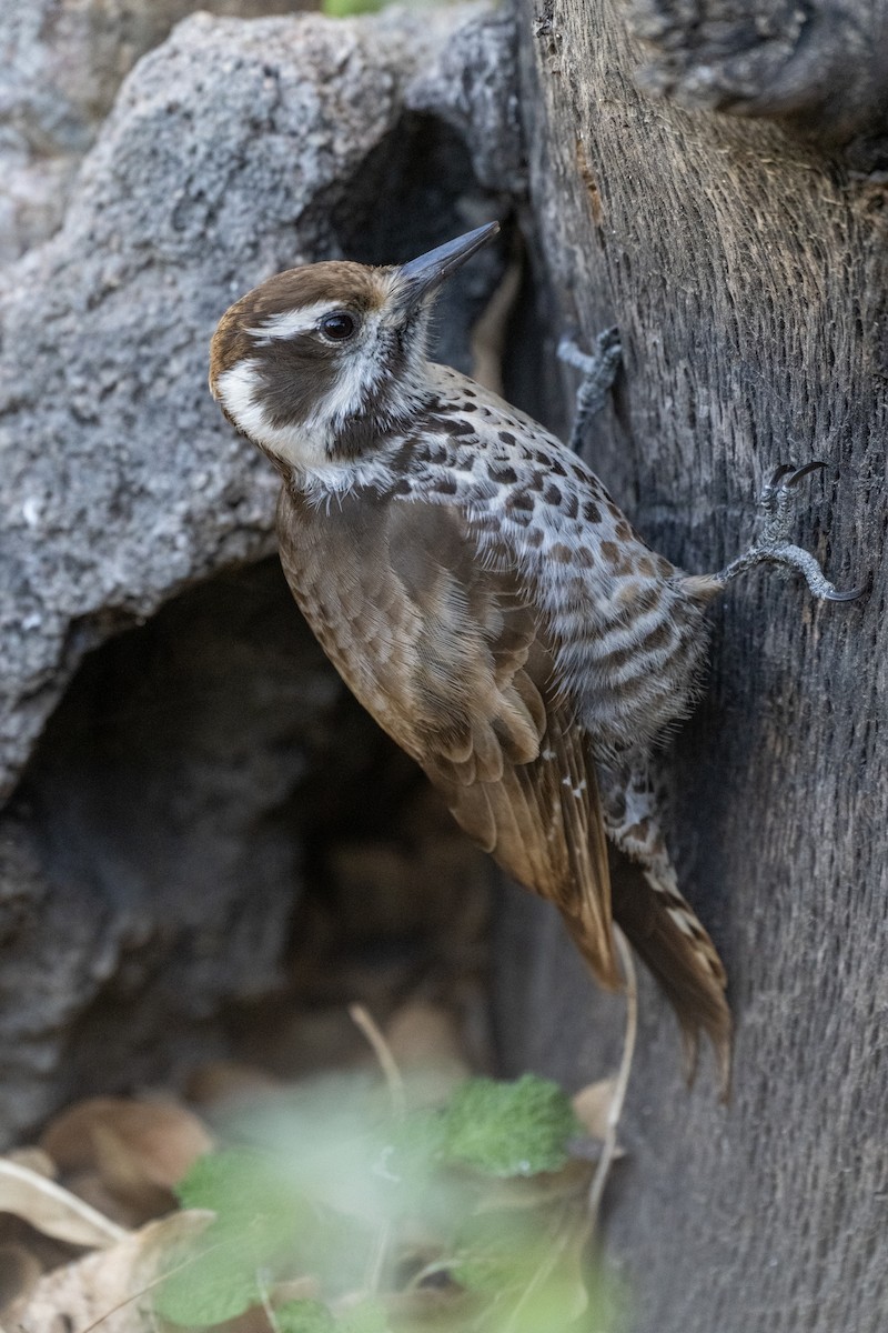 Arizona Woodpecker - Jeff Hapeman
