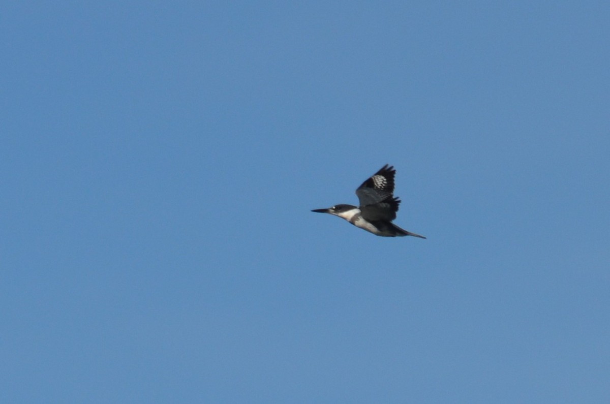 Belted Kingfisher - Lary Brown