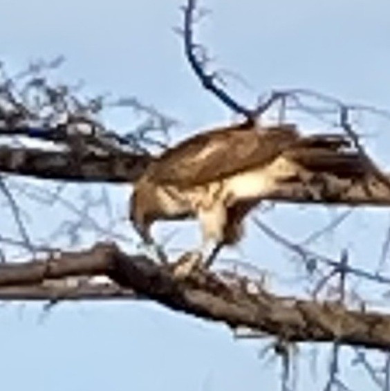 eBird Checklist 10 Feb 2023 Central Park Dr, Parkview Terrace, Lodi