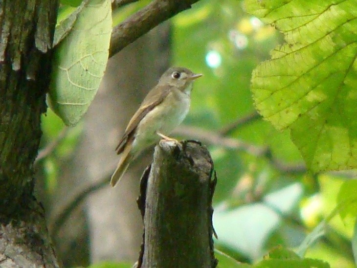 Brown-breasted Flycatcher - Chirag Munje